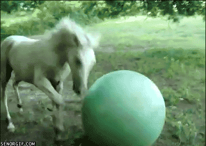 OOOOOH!! A BALL!
